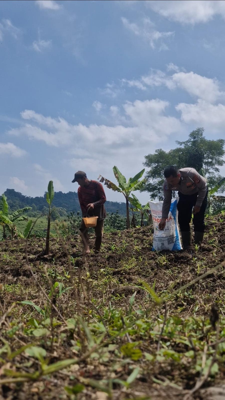 ​Dukung Ketahanan Pangan, Satlantas Polres Kuningan Dampingi Petani Desa Cibulan Rawat Tanaman Jagung