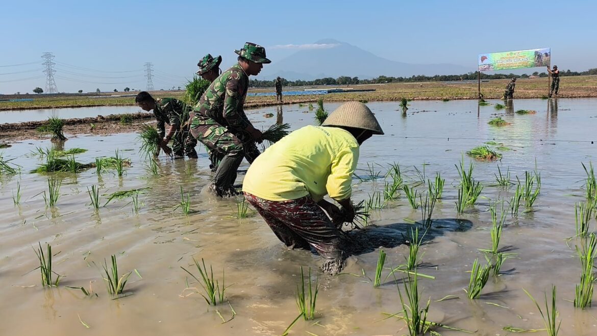 Dukung Swasembada Pangan, Satgas TMMD ke-129 Kodim 0620/Kab. Cirebon Garap Penanaman Padi 1 Hektar di Luwung Kencana