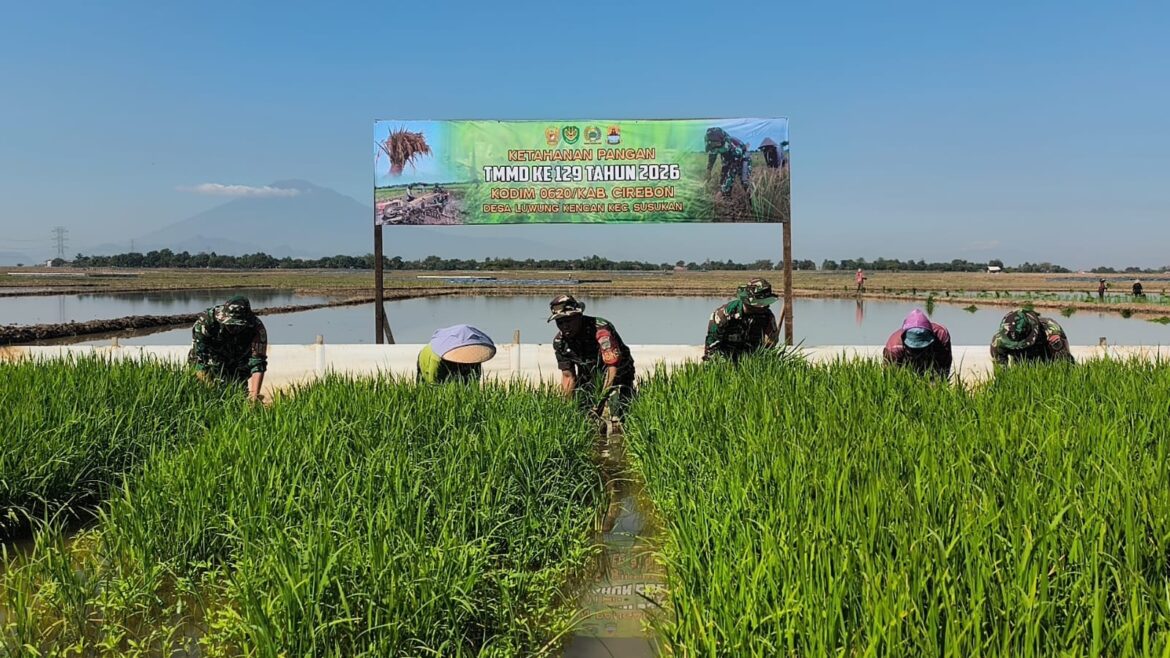 Sinergi TNI dan Petani, TMMD ke-129 Kodim 0620/Kab. Cirebon Wujudkan Sawah Produktif Melalui Penanaman Padi 1 Hektar